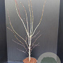 Acer pal. 'Atropurpureum' 100-125 cm 10L