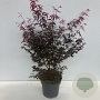 Acer pal. 'Atropurpureum' 100-125 cm 12L