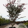 Acer pal. 'Atropurpureum' 175-200 cm 50L