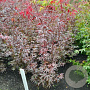 Acer pal. 'Bloodgood' 60-80 cm met kluit