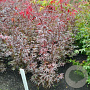 Acer pal. 'Bloodgood' 60-80 cm met kluit