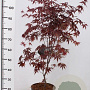 Acer pal. 'Bloodgood' 60-80 cm 5,0L