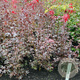 Acer pal. 'Bloodgood' 80-100 cm met kluit