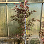 Acer pal. 'Bloodgood' 150-175 cm 20L