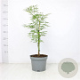 Acer pal. 'Dissectum' 50-60 cm 5,0L