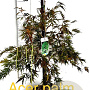 Acer pal. 'Dissectum' 60-80 cm met kluit