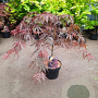 Acer pal. 'Garnet' 30-40 cm 5,0L