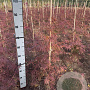 Acer pal. 'Garnet' 60-80 cm met kluit