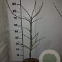 Acer pal. 'Garnet' 60-80 cm 5,0L