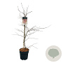 Acer pal. 'Garnet' 80-100 cm 10L
