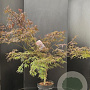 Acer pal. 'Garnet' 100-125 cm 10L