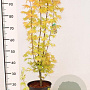 Acer pal. 'Orange Dream' 80-100 cm 5,0L