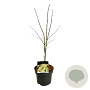 Acer pal. 'Osakazuki' 50-60 cm 5,0L
