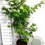 Acer pal. 'Osakazuki' 100-125 cm 20L