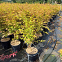 Acer pal. 'Sangokaku' 80-100 cm 10L