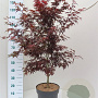 Acer pal. 'Skeeter's Broom' 100-125 cm 10L