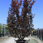 Acer pal. 'Skeeter's Broom' 175-200 cm 50L