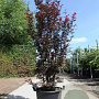 Acer pal. 'Twombly's Red Sentinel' 175-200 cm 50L