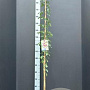 Akebia quinata 175-200 cm 7,5L
