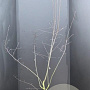 Amelanchier 'Ballerina' 150-175 cm 15L