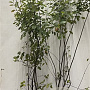 Amelanchier lamarckii 125-150 cm 7,5L
