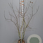 Amelanchier lamarckii 150-175 cm met kluit