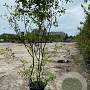 Amelanchier lamarckii 200-250 cm container meerstammig