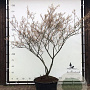 Amelanchier lamarckii 200-250 cm container meerstammig