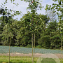 Amelanchier lamarckii 12-14 HO draadkluit