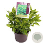 Aucuba jap. 'Variegata' 40-45 cm 7,5L