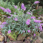 Buddleja d. 'Sophie' GM 2,0L leverbaar
