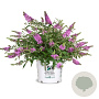 Buddleja Lilac Chip GM 3,0L leverbaar