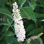Buddleja 'Miss Pearl' GM 3,0L leverbaar