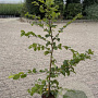 Carpinus betulus 80-100 cm 2,5L