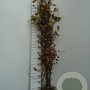 Carpinus betulus 150-175 cm wortelgoed 1/2