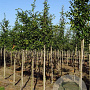 Carpinus bet. 'Frans Fontaine' 12-14 HO draadkluit