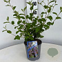 Ceanothus del. 'Gloire de Versaille 30-40 cm 2,5L