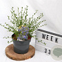Ceanothus impressus 'Victoria' 30-40 cm 3,0L