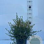 Ceanothus impressus 'Victoria' 30-40 cm 5,0L
