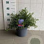 Ceanothus thyrsiflorus repens 30-40 cm 5,0L