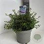 Ceanothus thyrsiflorus repens 30-40 cm 5,0L