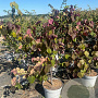 Cercis can. 'Forest Pansy' 80-100 cm 15L