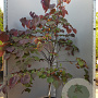 Cercis can. 'Forest Pansy' 150-175 cm container meerstammig