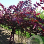 Cercis can. 'Forest Pansy' 10-12 HO container