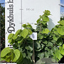 Cercis chinensis 'Avondale' 80-100 cm met kluit