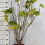 Cercis chinensis 'Avondale' 100-125 cm 20L