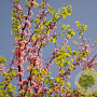 Cercis siliquastrum 8-10 HO container