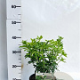 Choisya ternata 25-30 cm 3,0L