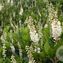 Clethra alnif. 'Hummingbird' 30-40 cm 3,0L