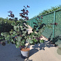 Corylus m. 'Purpurea' 100-125 cm 10L